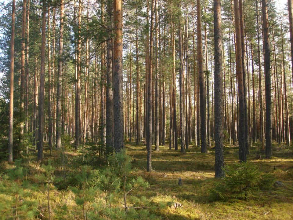 характеристика мелколиственных лесов. лес общий. смешанный лес экосистема. лес для презентации. лес общий.